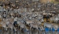 Big herd of zebras standing in front of the river. Kenya. Tanzania. National Park. Serengeti. Maasai Mara.