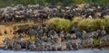 Big herd of zebras standing in front of the river. Kenya. Tanzania. National Park. Serengeti. Maasai Mara.