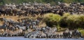 Big herd of zebras standing in front of the river. Kenya. Tanzania. National Park. Serengeti. Maasai Mara.