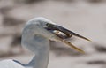 Big heron with fish gets a close up headshot, holbox, mexico Royalty Free Stock Photo