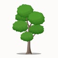 Big and High Tree Vector Illustration for Park and Forest Scene. Royalty Free Stock Photo
