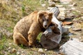 Big Himalayan brown bear