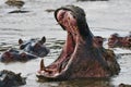 Big hippo in the water with its mouth open Royalty Free Stock Photo