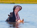 Big hippo with wide open mouth in the river Royalty Free Stock Photo