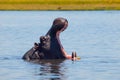 Big hippo with wide open mouth in the river Royalty Free Stock Photo