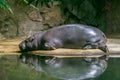 Big hippopotamus relaxing near water