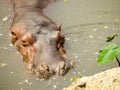 A big hippotamus stands in the water Royalty Free Stock Photo