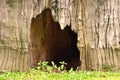 Big hole in dead stump