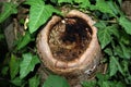 Big Hole in a severed tree in the forest