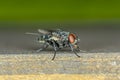Big home fly Royalty Free Stock Photo