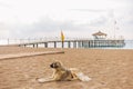 Big homeless dog relaxing at sandy morning beach lying on sand Royalty Free Stock Photo