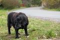 Big homeless hungry dog with sad eyes begs for food. The concept of stray dogs, a shelter for animals, caring for pets.