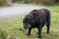 Big homeless hungry dog with sad eyes begs for food. The concept of stray dogs, a shelter for animals, caring for pets.