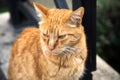 Big homeless red cat portrait. Abandoned old animal sits outdoors in the street and looks to the left. Lost domestic