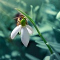 Big honey bee collecting pollen from white snowdrop flower in spring Royalty Free Stock Photo