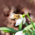 Big honey bee collecting pollen from white snowdrop flower in spring