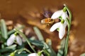 Big honey bee collecting pollen from white snowdrop flower in spring Royalty Free Stock Photo
