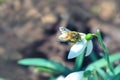 Big honey bee collecting pollen from white snowdrop flower in spring Royalty Free Stock Photo