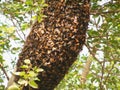 Big Honey Bee hive on branch of Indian Rosewood tree in nature