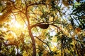 Big comb bee hanging on yellow tree in nature