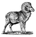 Big Horn Goat, vintage illustration