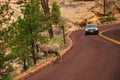 Big Horn Ram Sheep in Zion National Park