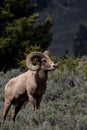 Big horn ram Royalty Free Stock Photo