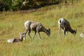 Big horn rams