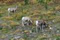 Big horn rams