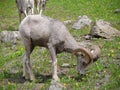 Big horn rams amongst the glacier lilies at Logan Pass in Glacier National Park Montana