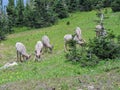 Big horn rams amongst the glacier lilies at Logan Pass in Glacier National Park Montana