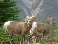 Big Horn Sheep Royalty Free Stock Photo