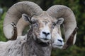 Big Horn Sheep