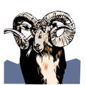 big horn sheep illustration vector