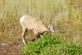 Big horn sheep Royalty Free Stock Photo