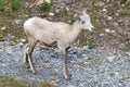 Big horn sheep Royalty Free Stock Photo