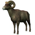 Big horn sheep Royalty Free Stock Photo