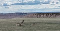 Big Horn Sheep in alert circle Royalty Free Stock Photo