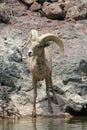 Big Horn Sheep Along Colorado River Royalty Free Stock Photo