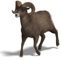 Big horn sheep aries