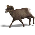 Big horn sheep aries Royalty Free Stock Photo