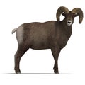 Big horn sheep aries Royalty Free Stock Photo