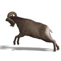 Big horn sheep aries Royalty Free Stock Photo