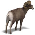 Big horn sheep aries Royalty Free Stock Photo