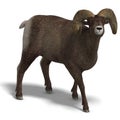 Big horn sheep aries Royalty Free Stock Photo