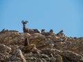 A big horn sheep and baby stare down a Marmot Royalty Free Stock Photo