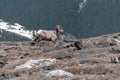 Big Horn Sheep