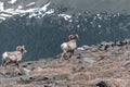 Big Horn Sheep