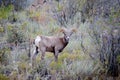 Big Horn Sheep. Canon City Colorado Royalty Free Stock Photo