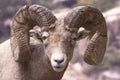 Big Horn Sheep Royalty Free Stock Photo